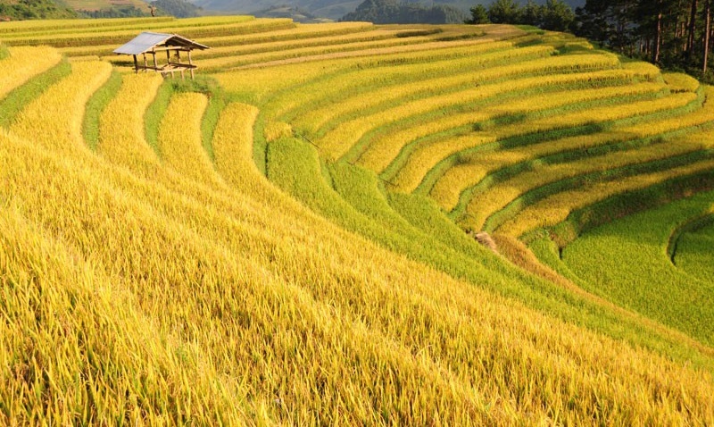 Mùa lúa Pù Luông và nét đặc sắc trong văn hóa của người dân tộc miền núi chính là lý do níu chân bao du khách.