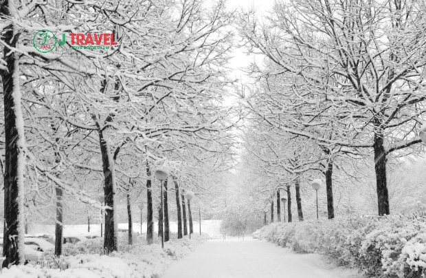 du lịch Hàn Quốc Đảo Nami