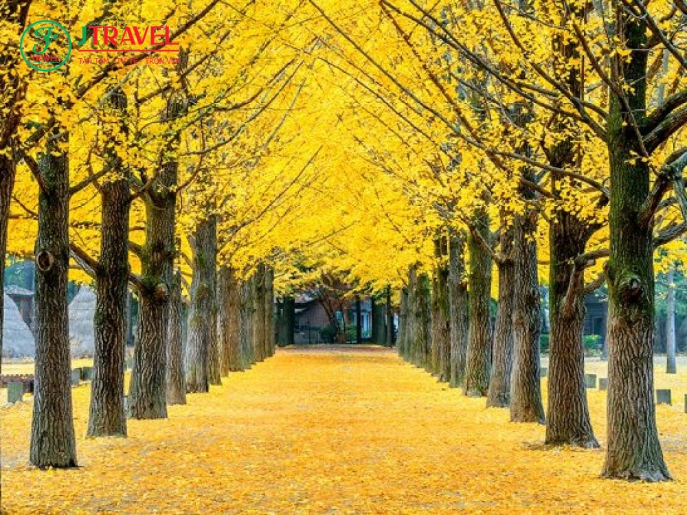 Tour Hàn Quốc mùa thu 2022 có gì vui?