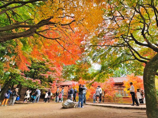 Du lịch mùa thu ở Đài Loan check-in địa danh nào?