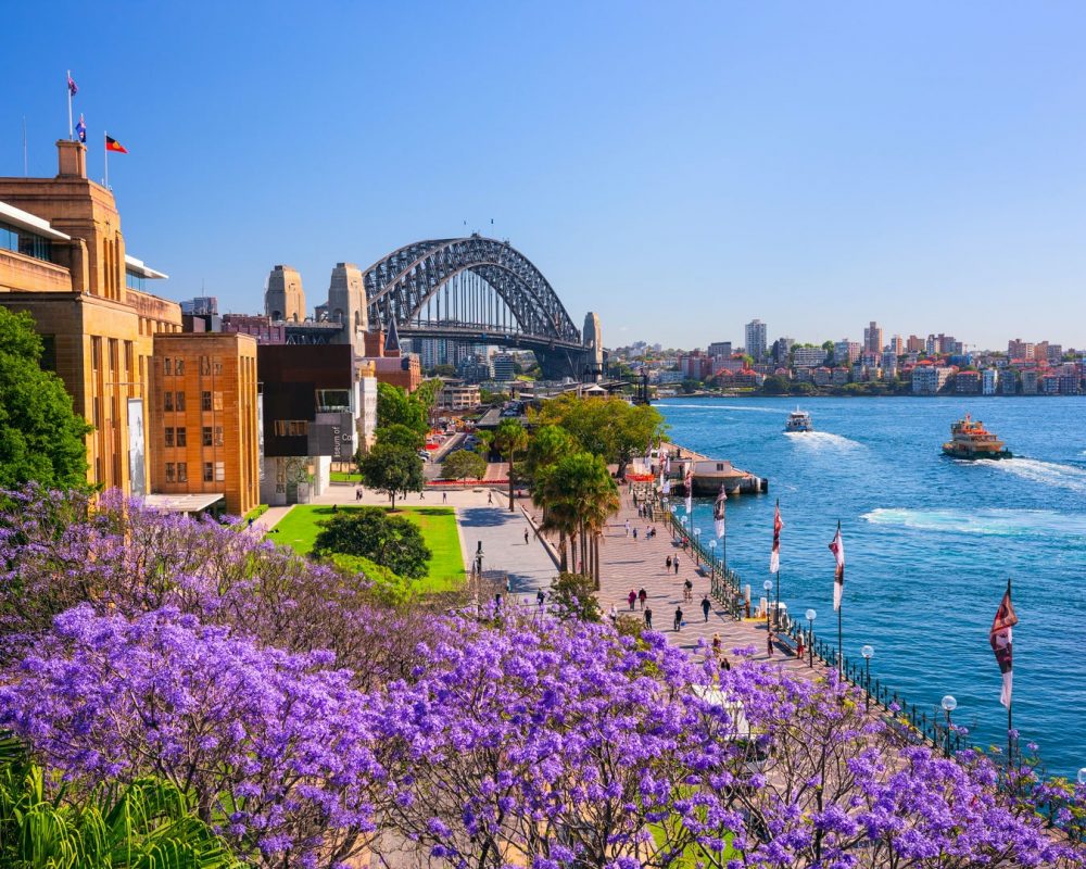 Mê mẩn sắc phượng tím khi nước Úc vào xuân