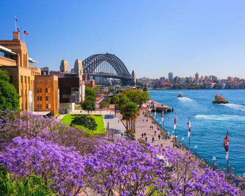 Mê mẩn sắc phượng tím khi nước Úc vào xuân