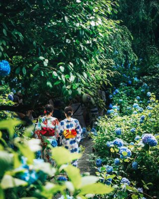 5 địa điểm ngắm hoa cẩm tú cầu cực xinh ở Tokyo cho chuyến du lịch Nhật Bản mùa hè